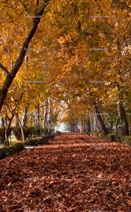تصویر با کیفیت فصل پاییز برای پس زمینه
